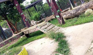 Jalan Kurang Bagus namun Menarik, Gurun Putih  Lestari Safari Park