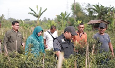 Cegah Inflasi, Petani Cabai Kec.Kuta Cot Glie Konsisten & Berkomitmen Budidaya Cabai