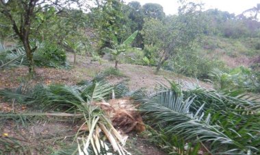 Gajah Kembali Obrak-abrik Kebun Warga di Kec. Trumon Timur, BKSDA Diminta Segera Ambil Langkah Konkret