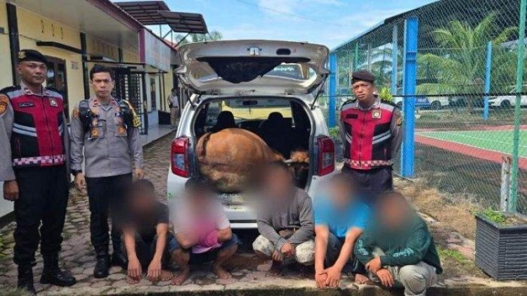 Warga Kec. Singkil Utara Tangkap Lima Pencuri Lembu Saat Beraksi